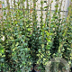 Trachelospermum jasminoides 200-250 cm 20L met stok