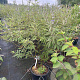 Vitex agnus-castus latifolia 100-125 cm 20L