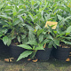 Viburnum davidii 30-40 cm 7,5L