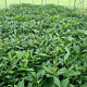 Viburnum davidii 30-40 cm 7,5L