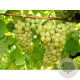 Vitis 'Johanniter' GM 2,0L