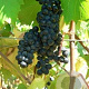 Vitis 'Maréchal Foch' 150-175 cm 5,0L