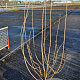 Viburnum opulus 'Roseum' 125-150 cm 20L