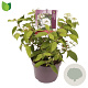 Viburnum plic. 'Watanabe' 25-30 cm 3,0L