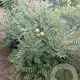 Xanthoceras sorbifolium 175-200 cm 20L 3 stok