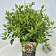 Viburnum tinus 40-50 cm 10L