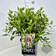 Viburnum tinus 40-50 cm 10L
