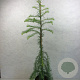 Larix kaempf. 'Stiff Weeper' 70-80 cm 3,0L