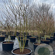 Acer campestre 300-350 cm cont. 285L meerstammig