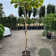 Actinidia deliciosa 'Jenny' 180 cm stam container dakvorm