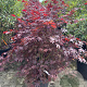 Acer palmatum 150-175 cm 30L