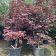 Acer pal. 'Bloodgood' 200-250 cm container meerstammig