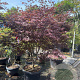 Acer pal. 'Red Flash' 150-175 cm cont. 55L