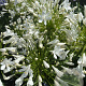 Agapanthus 'Bridal bouquet' GM cont. 90L