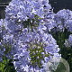 Agapanthus ´Full Moon` GM cont. 90L