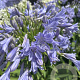 Agapanthus 'Glen Avon' GM cont. 90L