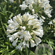 Agapanthus 'Snow Crystal' GM cont. 90L