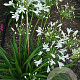 Agapanthus 'Snow Pixie' GM cont. 90L
