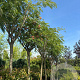 Albizia julibr. Ombrella 18-20 HO cont. 130L