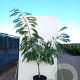 Albizia julibr. Ombrella 200-250 cm 40L