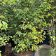 Amelanchier lamarckii 200-250 cm cont. 160L extra