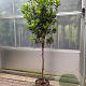 Arbutus unedo halfstam container