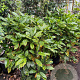 Aucuba jap. 'Crotonifolia' 90-100 cm 25L