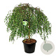Betula p. 'Youngii' 14-16 HO cont. 180L