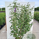 Buddleja d. 'Empire Blue' 225-250 cm container meerstammig extra
