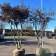 Carpinus betulus 275-300 cm cont. 500L dakvorm meerstammig Solitair