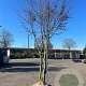 Carpinus betulus 350-400 cm cont. 500L dakvorm meerstammig Solitair