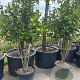 Camellia japonica 'Purity' GM container meerstammig