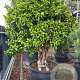 Camellia japonica 250 cm cont. 375L meerstammig solitair