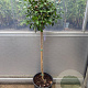 Camellia 'Spring Festival' halfstam container