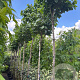 Cercis chinensis 'Avondale' 8-10 HO 30L