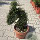 Cotoneaster dammeri GM container
