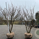 Cornus officinalis 250-300 cm cont. 375L meerstammig