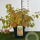 Cornus sang. 'Winter Beauty' 30-40 cm 3,0L