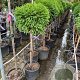 Cryptomeria j. 'Globosa Nana' halfstam container