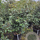 Elaeagnus ebbingei 125-150 cm 30L
