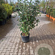 Elaeagnus ebbingei 125-150 cm 30L