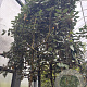 Elaeagnus ebbingei 4-6 HO container lei 100x100 180 cm stam
