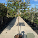 Elaeagnus ebbingei halfstam container lei 120x120