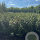 Elaeagnus ebb. 'Compacta' 100-120 cm 18L