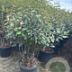 Elaeagnus ebb. 'Compacta' 100-120 cm cont. 55L extra