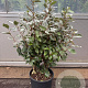 Elaeagnus ebb. 'Compacta' 100-125 cm 18L