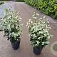 Elaeagnus ebb. 'Compacta' 40-60 cm 5,0L
