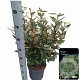 Elaeagnus ebb. 'Compacta' 40-60 cm 5,0L