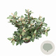 Elaeagnus ebb. 'Compacta' 40-60 cm 5,0L