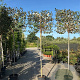 Elaeagnus ebb. 'Compacta' 6-8 HO container 180 lei 100x80